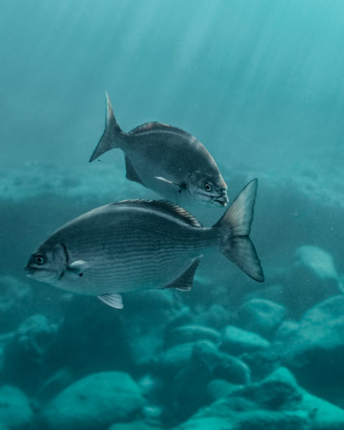 Silver Fish Swimming in the Ocean